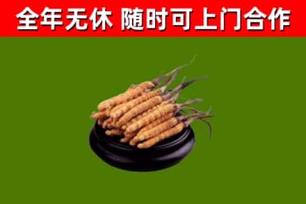 德州回收冬虫夏草